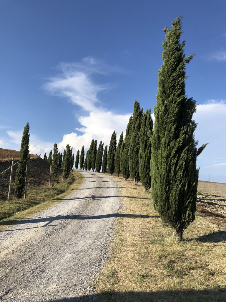 toscana cipressi