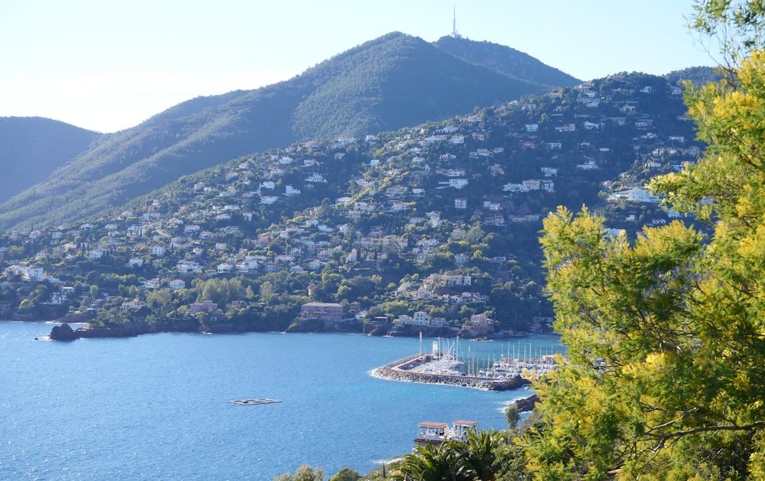Route du Mimosa: l road trip più profumato di Francia, 130 km di mimose, mare e villaggi provenzali